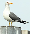 adult LBBG Dutch intergrade in September, ringed in the Netherlands. (85708 bytes)